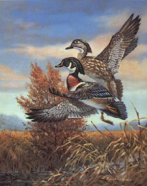 Bark River Woodies by William J Koelpin