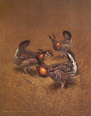 Primeval Ceremony Greater Prairie Chickens byWilliam J Koelpin